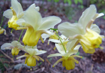 Epimedium