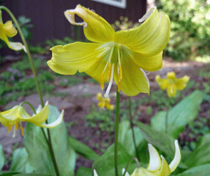 Erythronium Avalanche