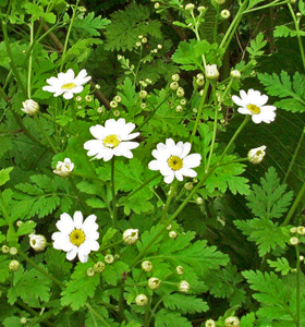 Feverfew