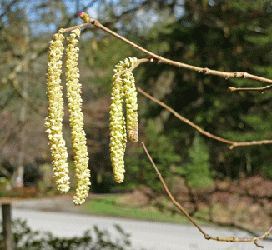 Filbert Flowers