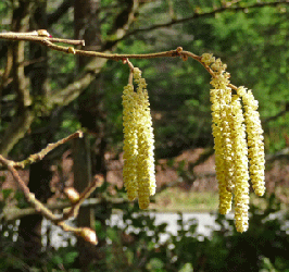 Filber Flowers