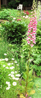 Foxglove