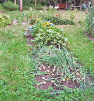 Garden bed with grass path