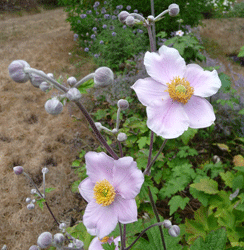 Japanese Anemone