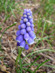 Grape Hyacinth