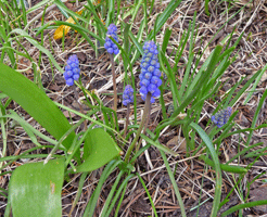 Grape Hyacinths