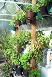 Hanging pots in the greenhouse