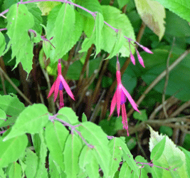 Red Hardy Fuchsia