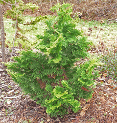 Dwarf Hinoki Cypress