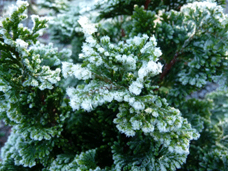 Hinoki cypress with frost