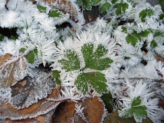 cinquefoil with frost
