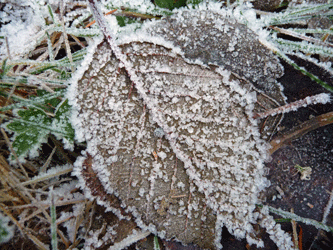 Alder leaf with frsot