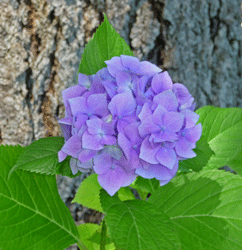 purple hydrangea