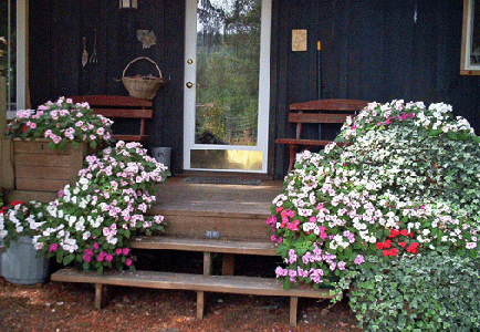 Impatiens on the porch