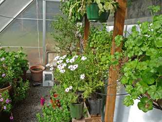 More pots in the greenhouse