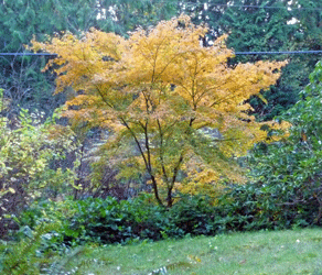 Japanese Maple fall color