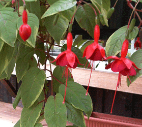 Hardy red fuchsia