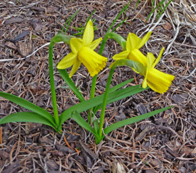 Cluster of little Jonquils