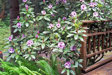 Purple Rhododendron