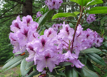Old fashioned purple rhododedron