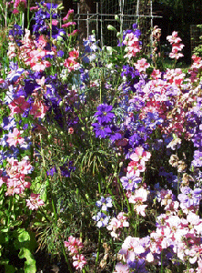 Larkspur