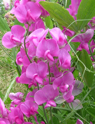 Lathyrus latifolium Wild Sweet Pea