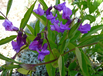 Lathyrus vernus blossoms