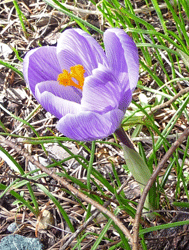 Lavender Snow Crocus