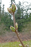 Lilac bud