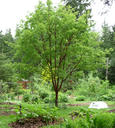 Paperbark Maple in summer