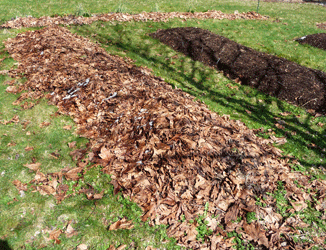 Closeup of bed mulched with leaves
