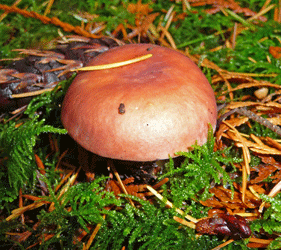 Mushroom