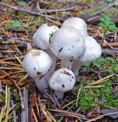 Mushrooms