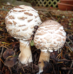 Mushrooms