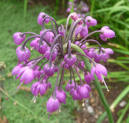 Allium cernuum Nodding Onion