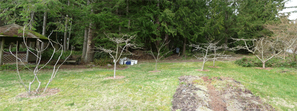 Orchard in March Fig and 5 apple trees