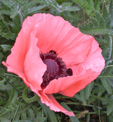 Oriental Poppy