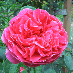 Othello Rose