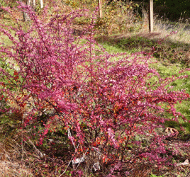 Barberry Rose Glow