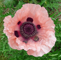 Peach Oriental Poppy