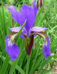 Siberian Iris