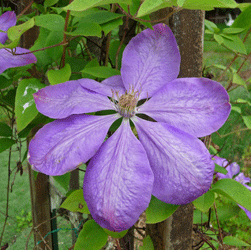 Clematis