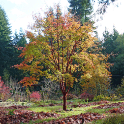 Paperbark Maple Fall color