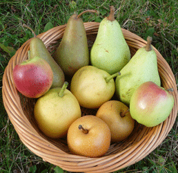 Apple and Pear Harvest