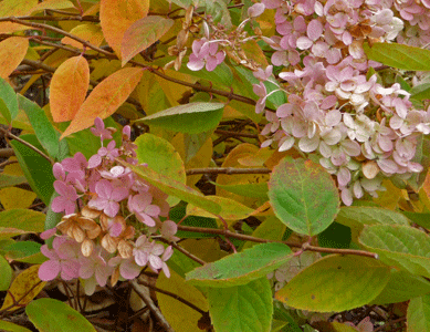 Pee Gee Hydrangea