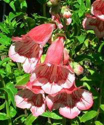 Penstemon