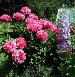 Peonies and delphinium