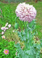 Purple Peony Poppy