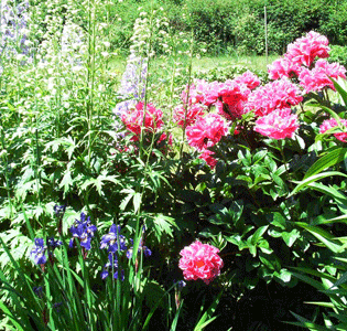 Perennial Bed in bloom