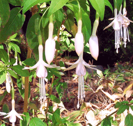 Pink Hardy Fuchsia